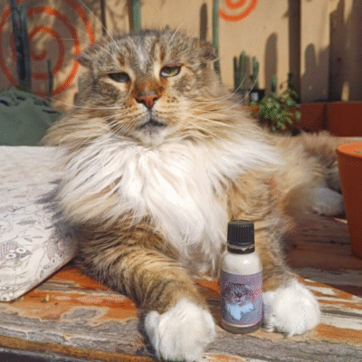 Yawanawa Tsunu Hape from Acre, Brazil