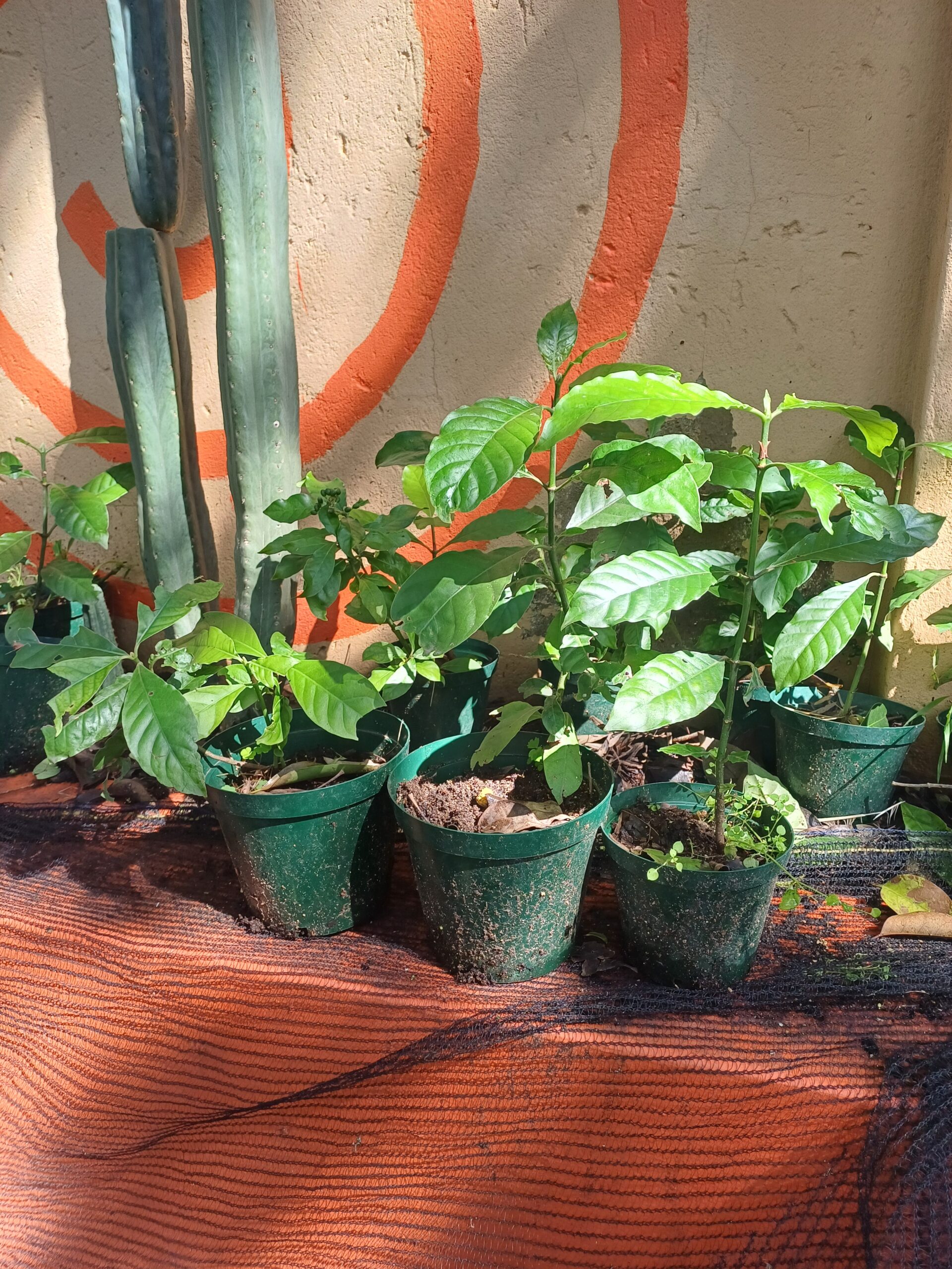 Chacruna - Psychotria viridis