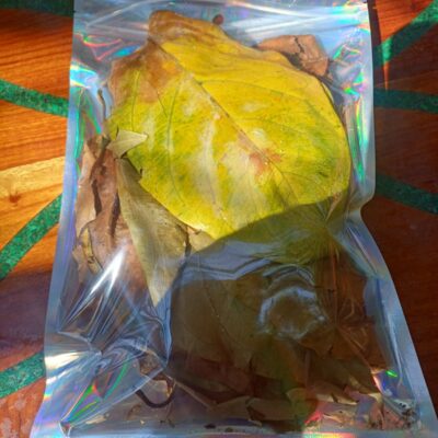Ayahuasca vine leaf, Caapi. 100 grams