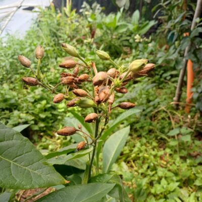 Mapacho seeds, from Acre, Brazil.