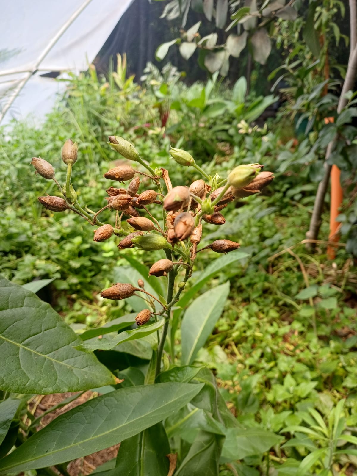 Mapacho seeds, from Acre, Brazil.