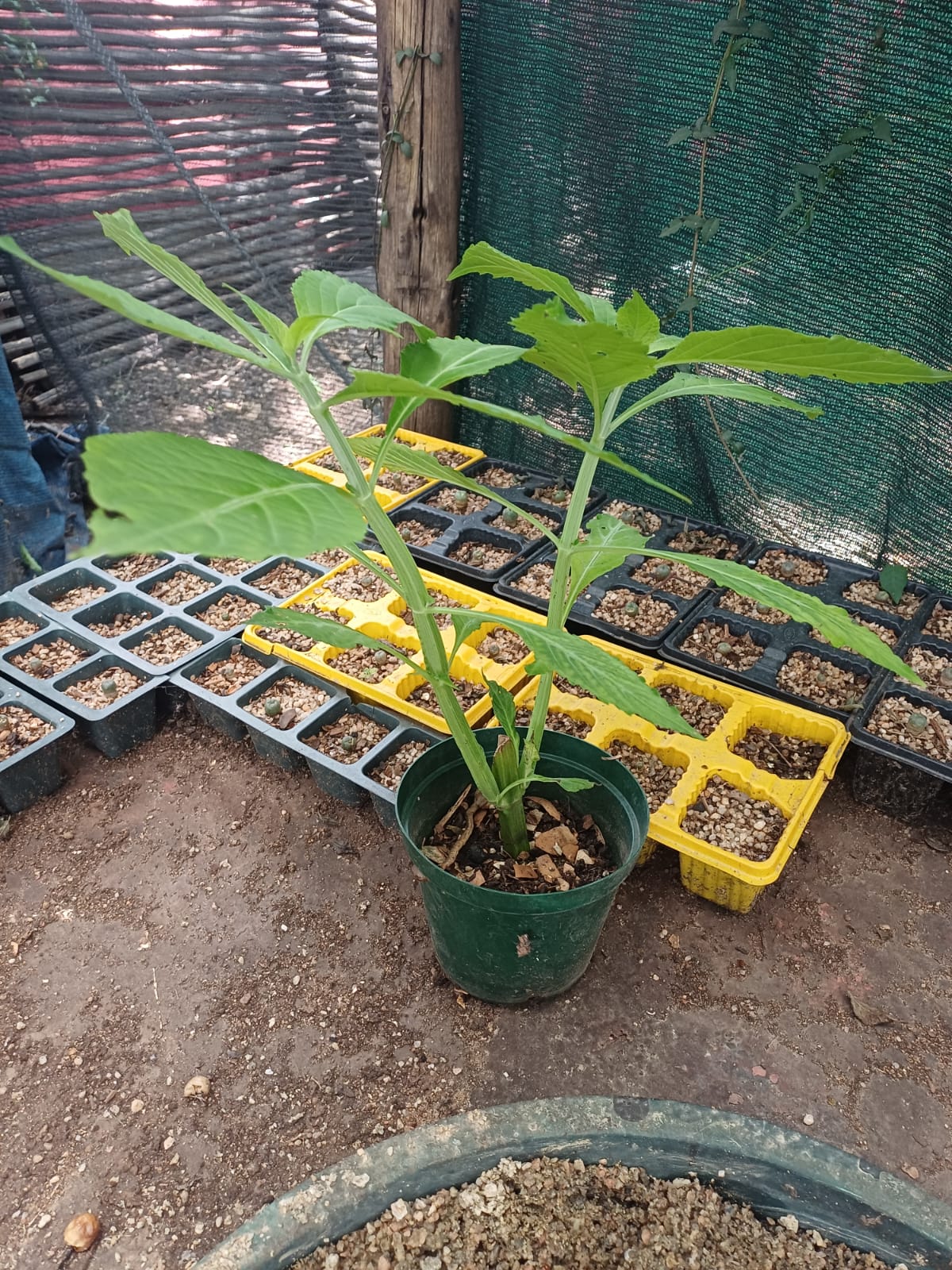 Salvia divinorum. - Image 3