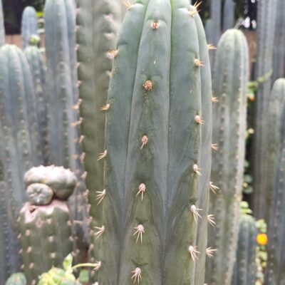 San Pedro cactus (Echinopsis pachanoi)