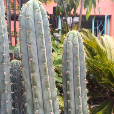 Peruvian Torch, (Echinopsis Peruviana)