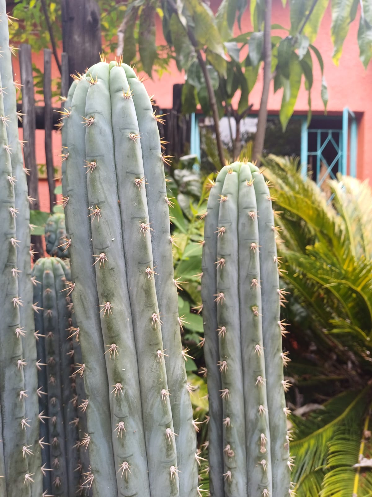 Peruvian Torch, (Echinopsis Peruviana)