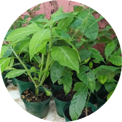 Plants, Leaves and Seeds.